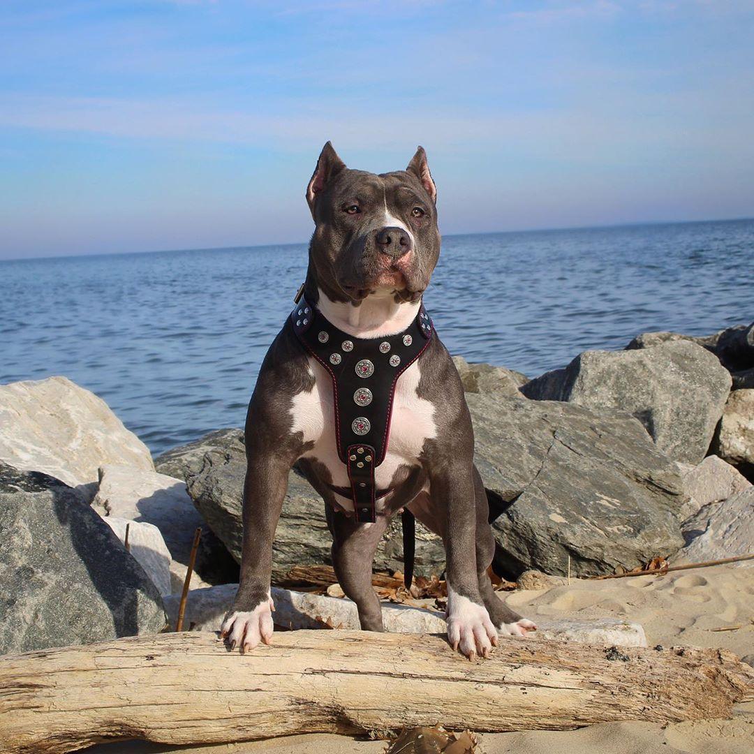 Bijou harness Black & Red for big dogs