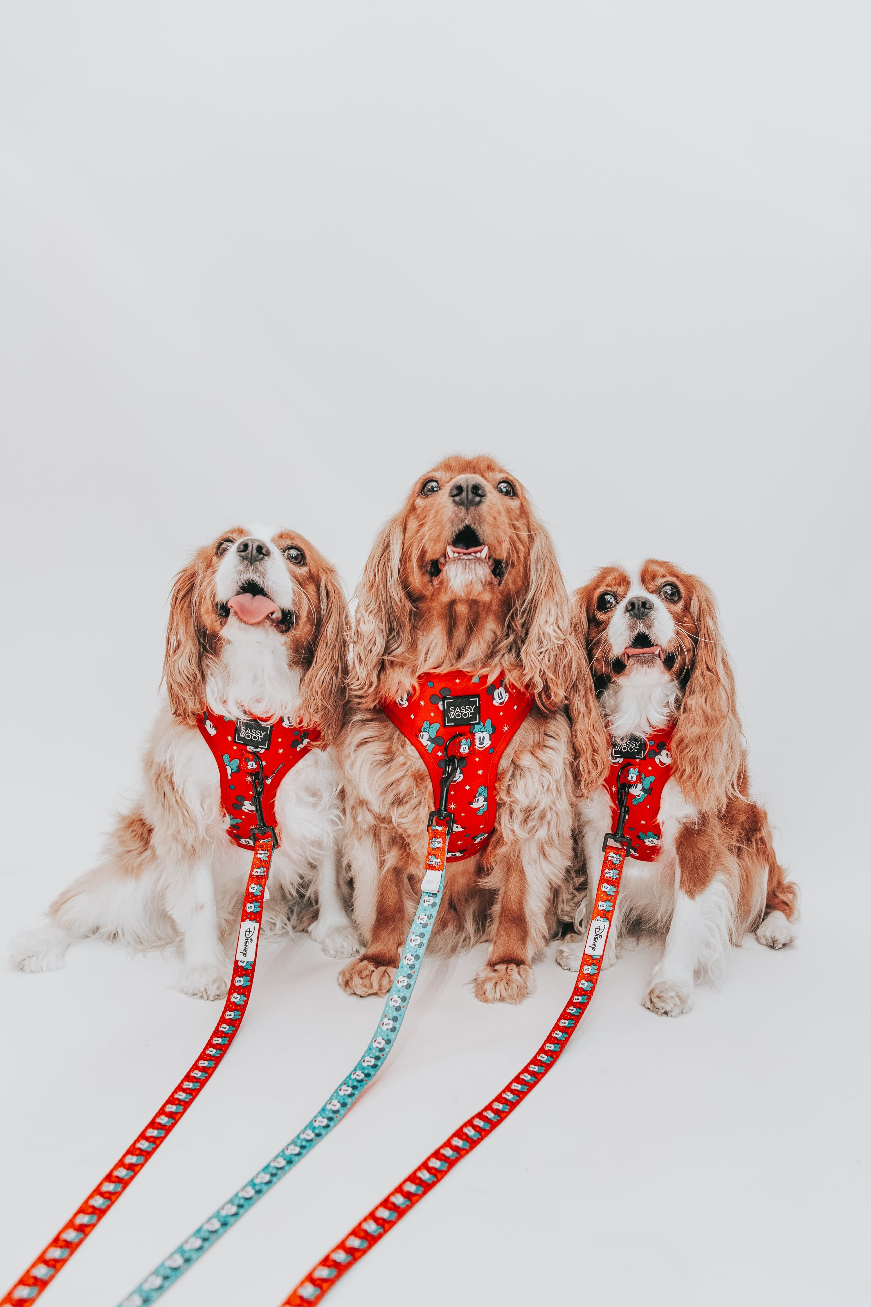 Dog Leash - Disney Holiday Collection
