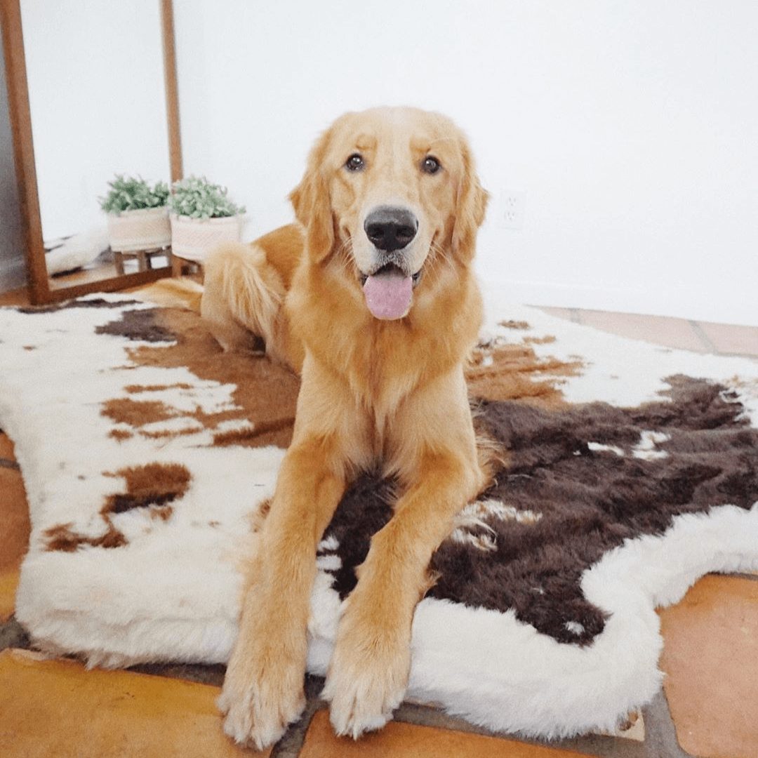 PupRug Animal Print Memory Foam Dog Bed Brown Faux Cowhide
