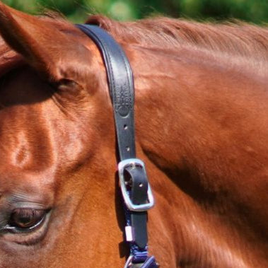 Magna Halter TM in Blue with Fleece Noseband and Leather Breakaway