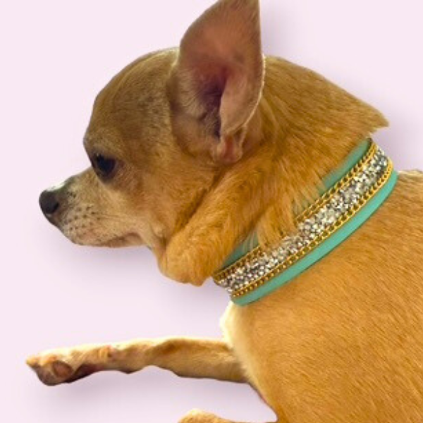 The Monte Carlo Dog Collar in Sniffany Blue