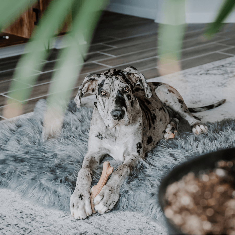 Puprug Faux Fur Orthopedic Dog Bed Curve Charcoal Grey
