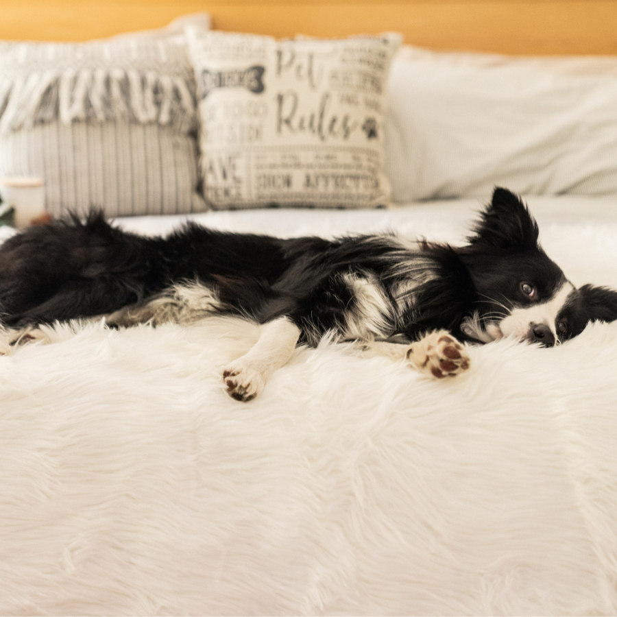 PupProtector Waterproof Throw Blanket Polar White