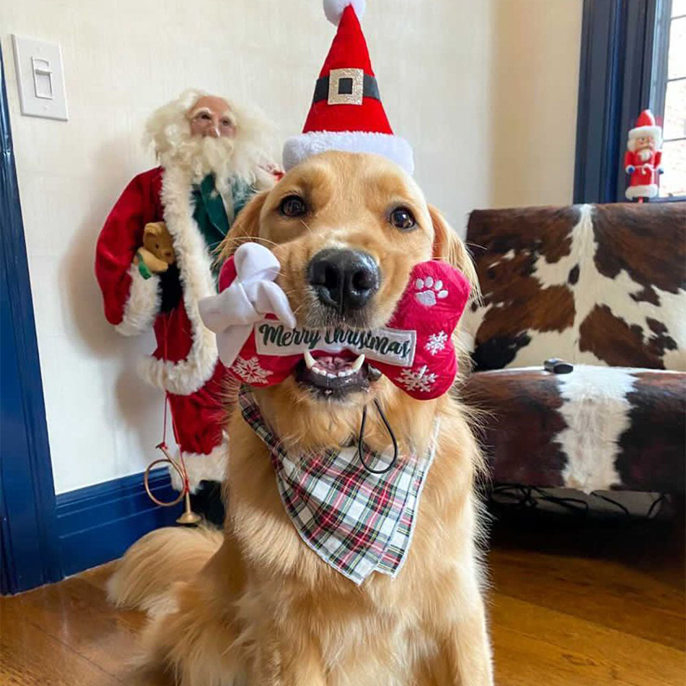 Haute Diggity Dog Merry Christmas Bone & Starbarks Puppermint Mocha Original Cup Christmas Plush Dog Toy