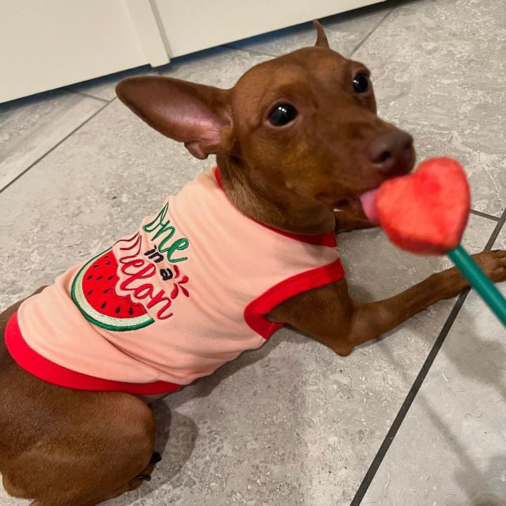 Parisian Pet One in a Melon Dog Shirt  Fun Summer Pet T-Shirt for Dogs & Cats, Pink