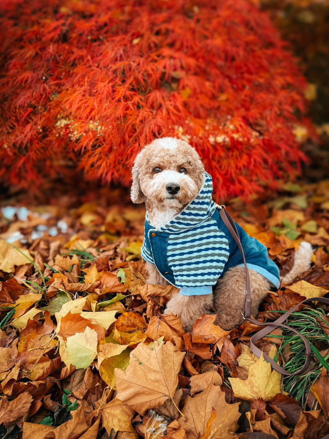 Parisian Pet Denim Striped Hoodie, Blue for Dogs & Cats  Soft, Stylish Pet Apparel