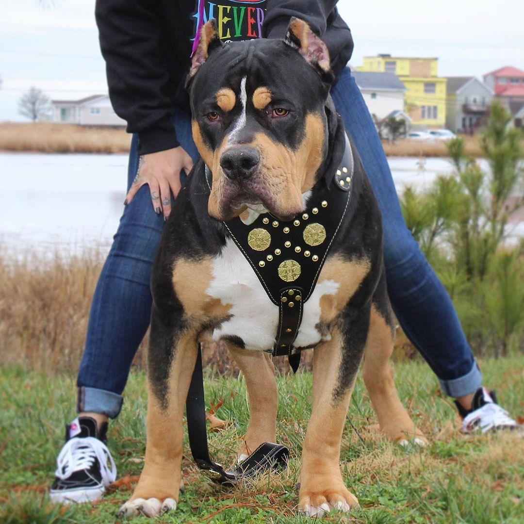 Bestia Maximus Black & Gold Leather Dog Harness