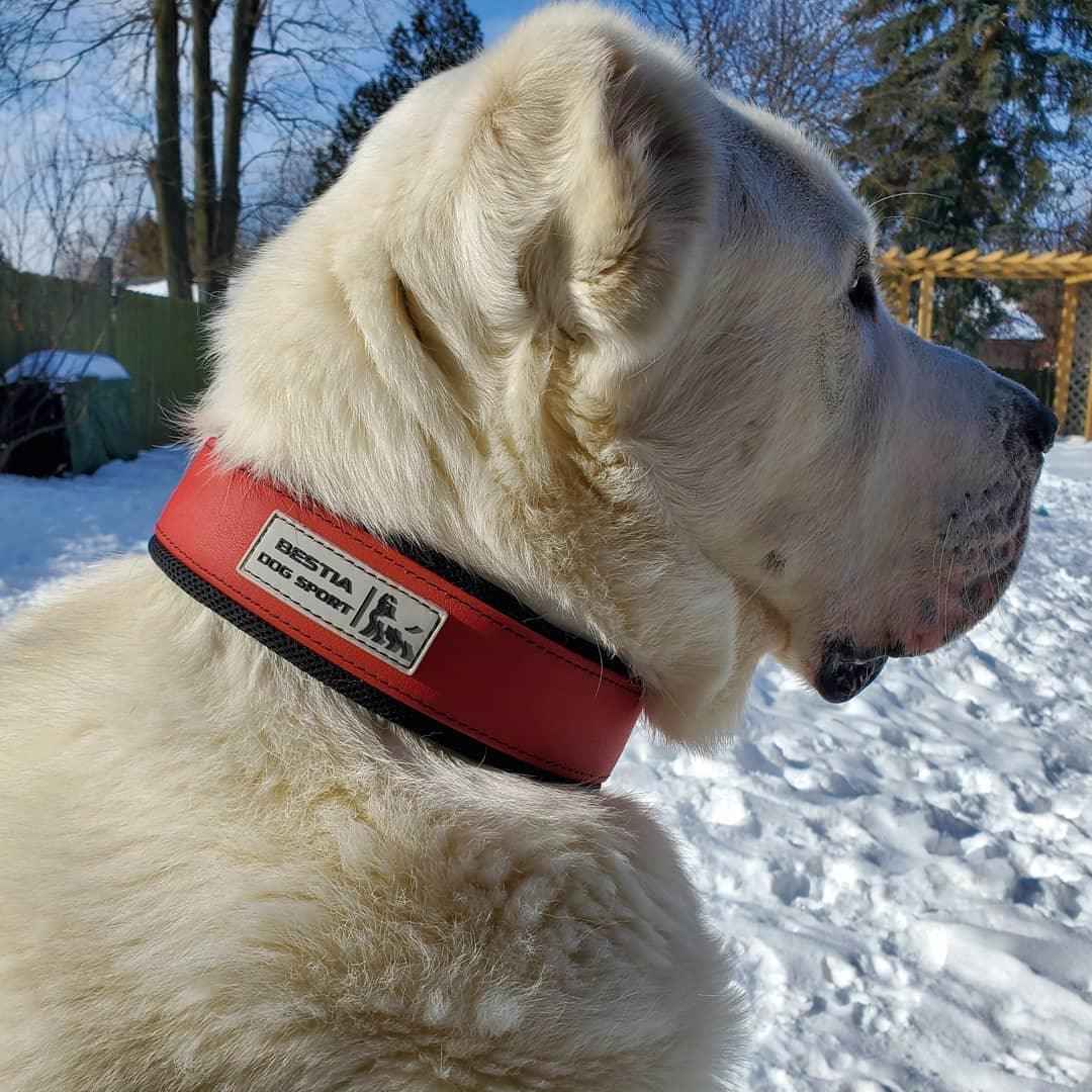 Bestia Dog Sport Red Dog Collar