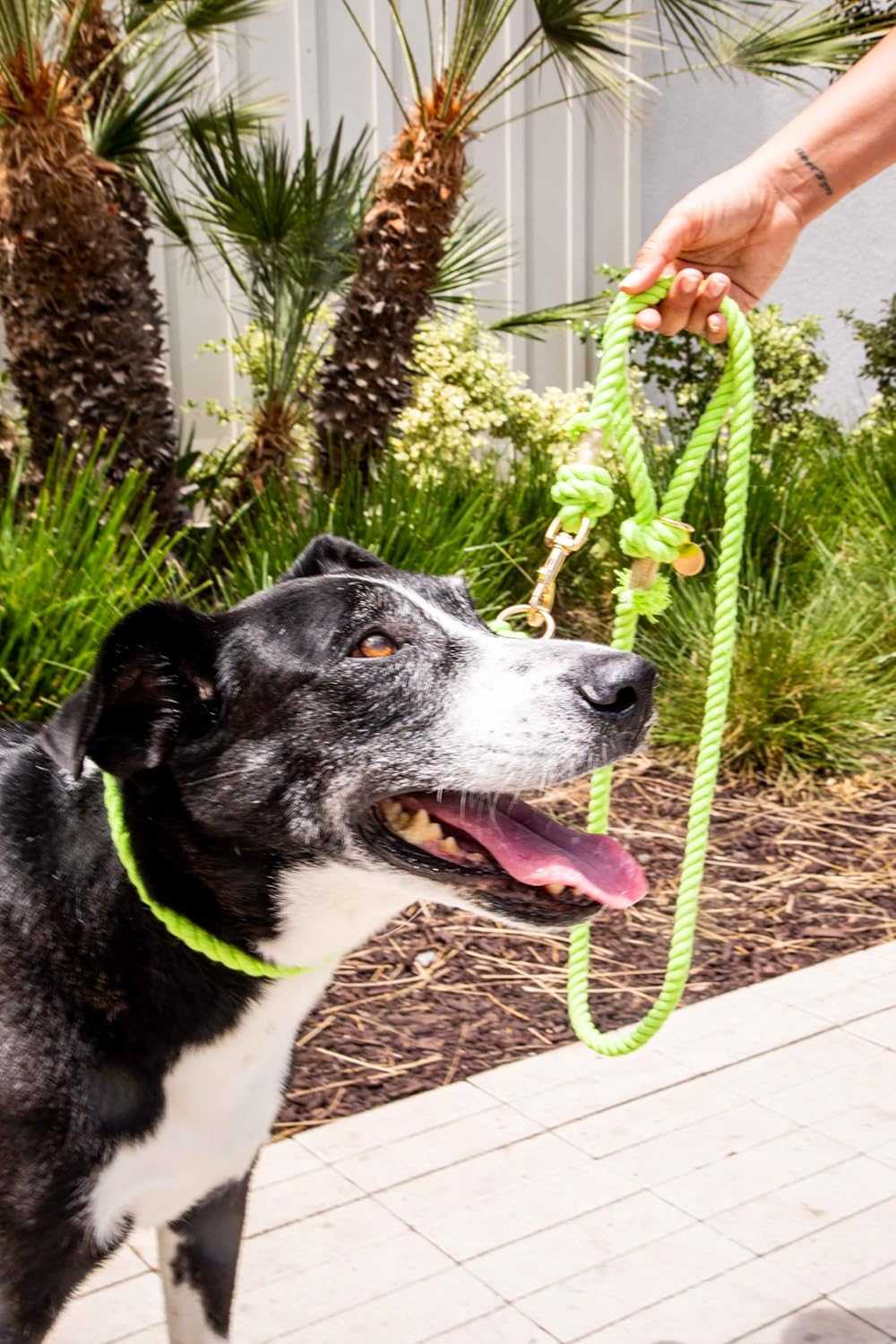 Glow Pups: Bright Green Boho Chic Cotton Rope Dog Leash