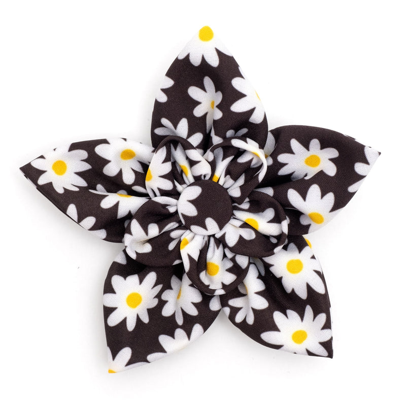 Lazy Daisy Flower
