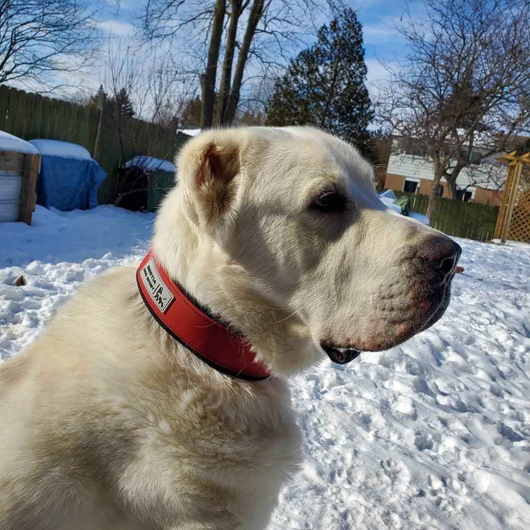 Bestia Dog Sport Red Dog Collar