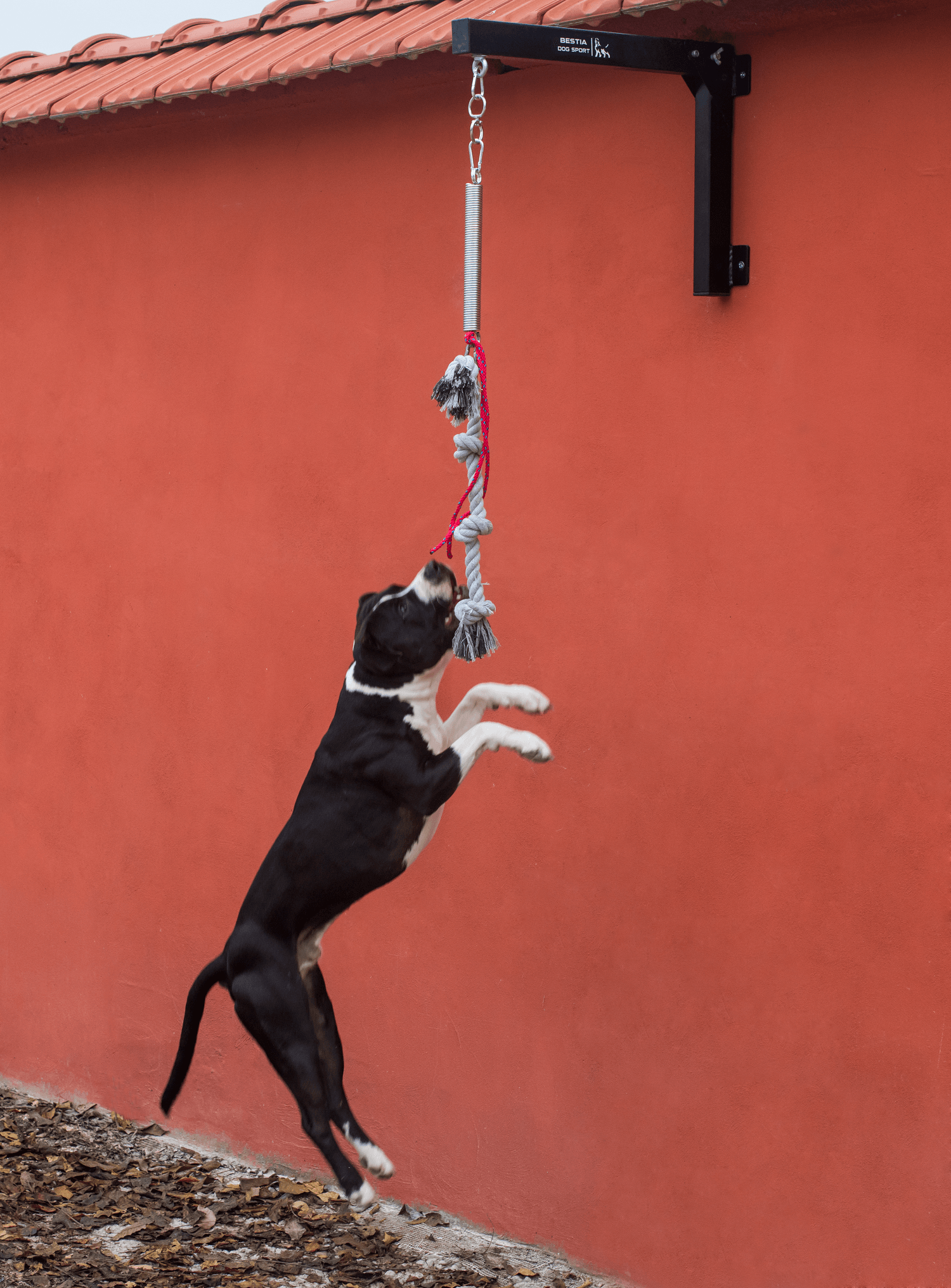 Bestia Dog Spring Pole