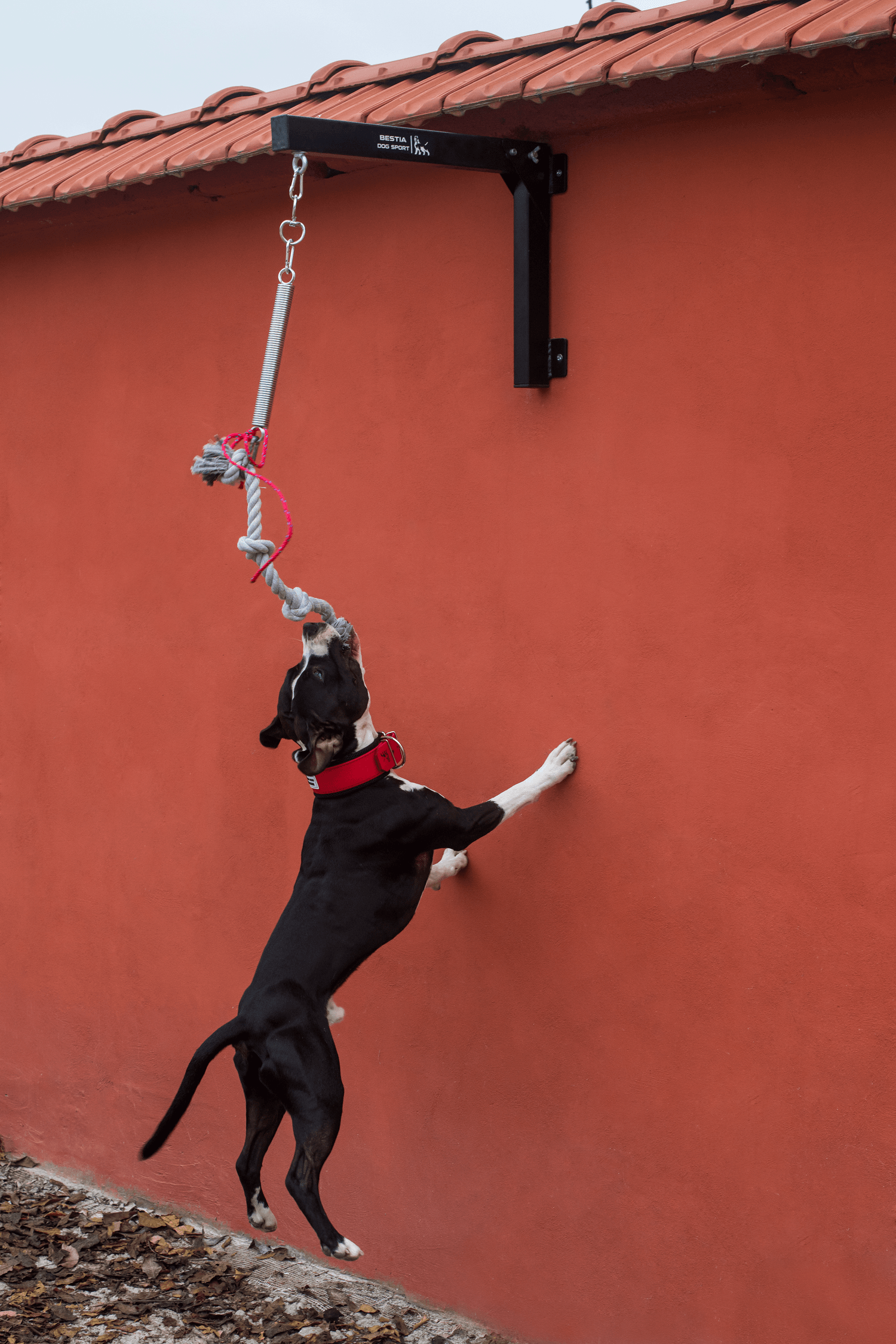 Bestia Dog Spring Pole
