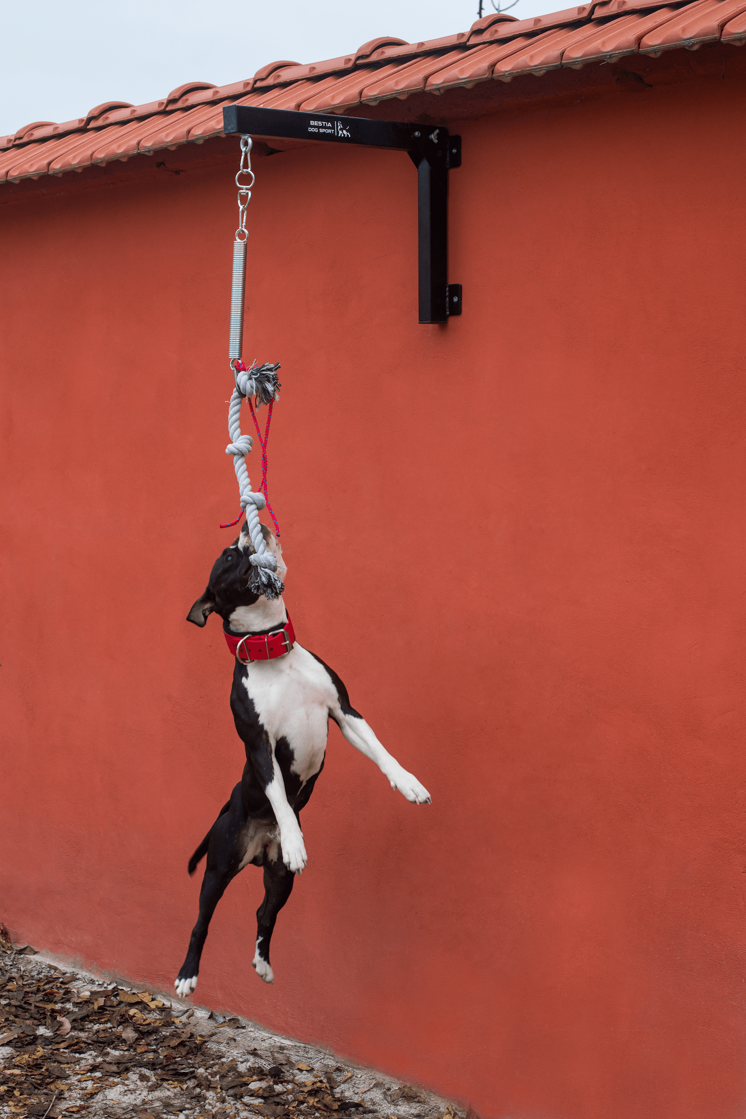 Bestia Dog Spring Pole