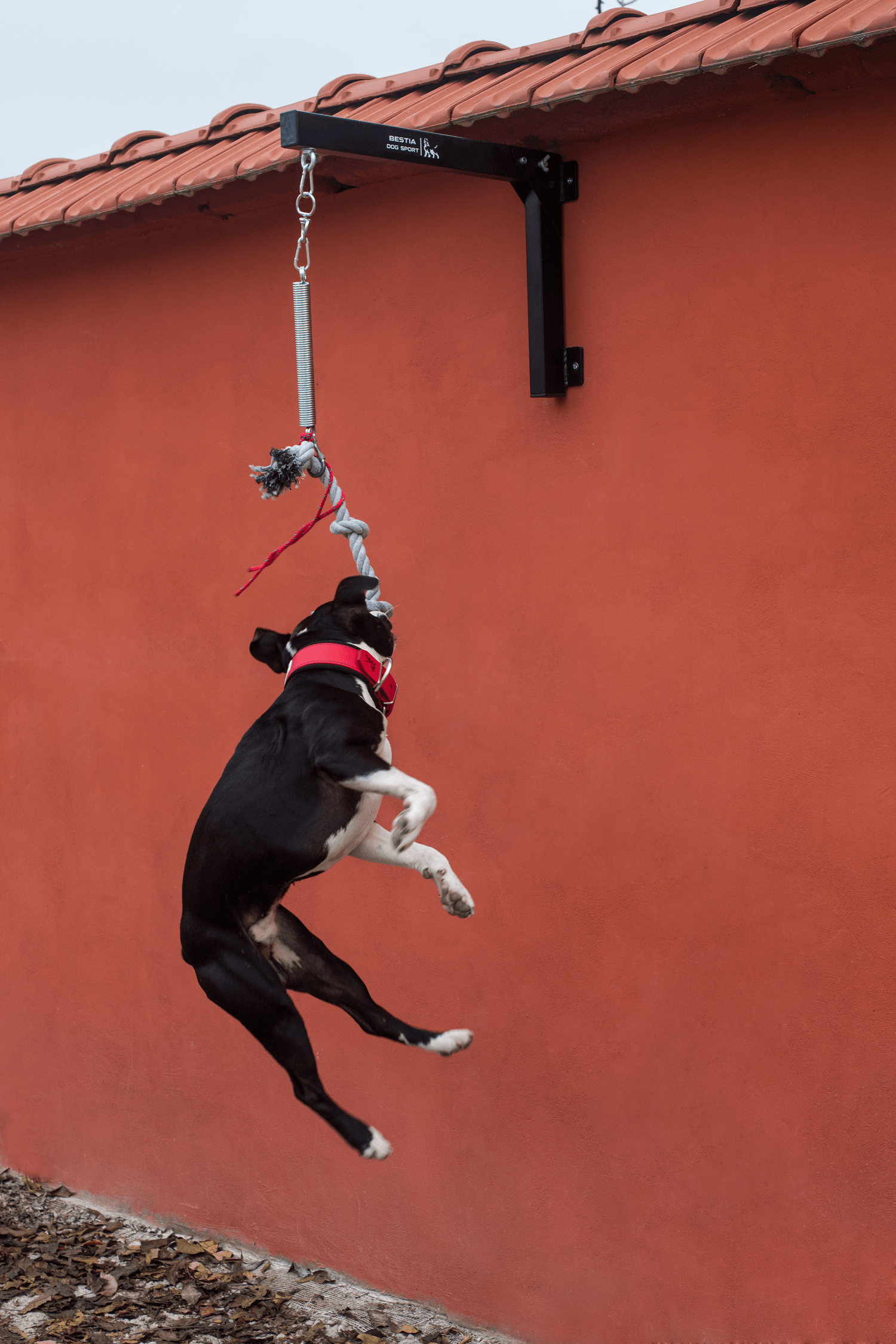Bestia Dog Spring Pole