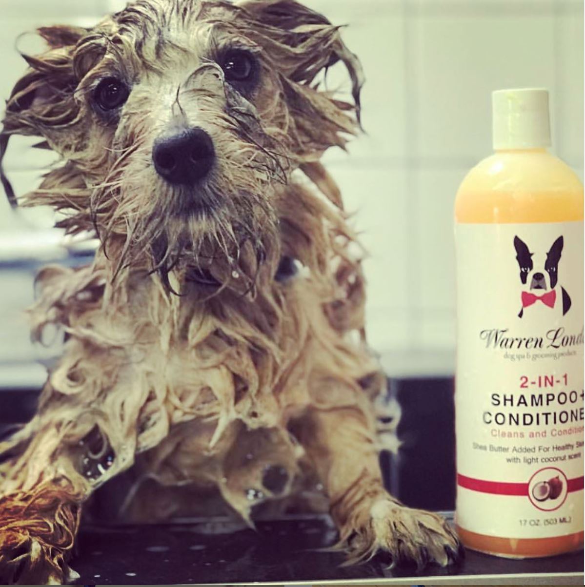 2-in-1 Shampoo + Conditioner - Coconut Scented - Professional Size