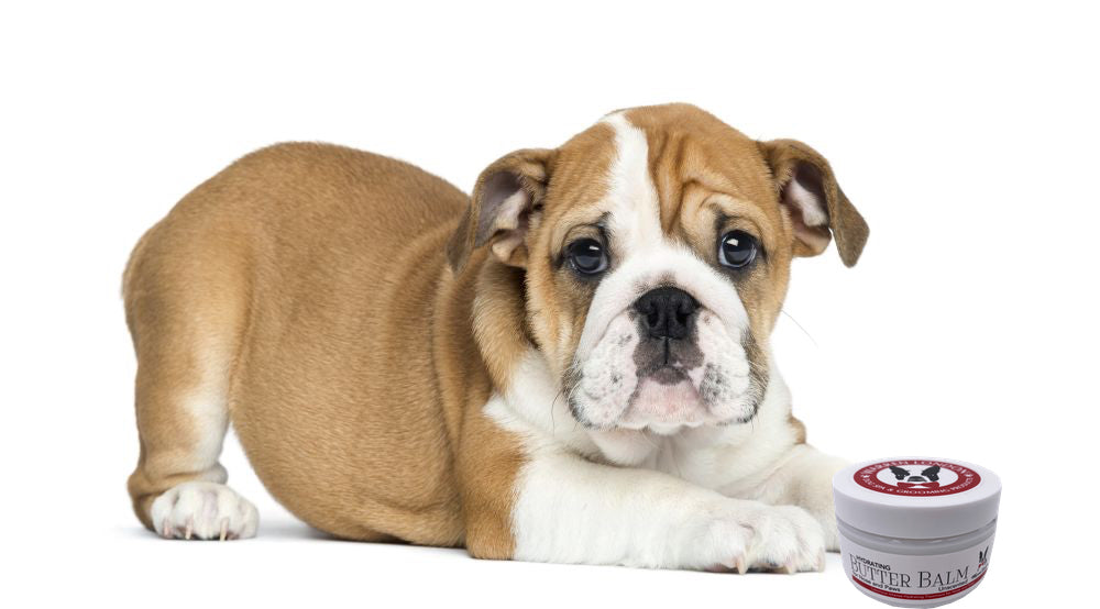 Hydrating Butter Balm - For Nose and Paws - HT Animal Supply