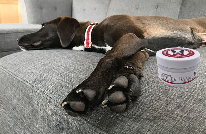 Hydrating Butter Balm - For Nose and Paws - HT Animal Supply