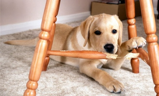 Dog Bitter Spray Anti-Chew - Anti-Lick