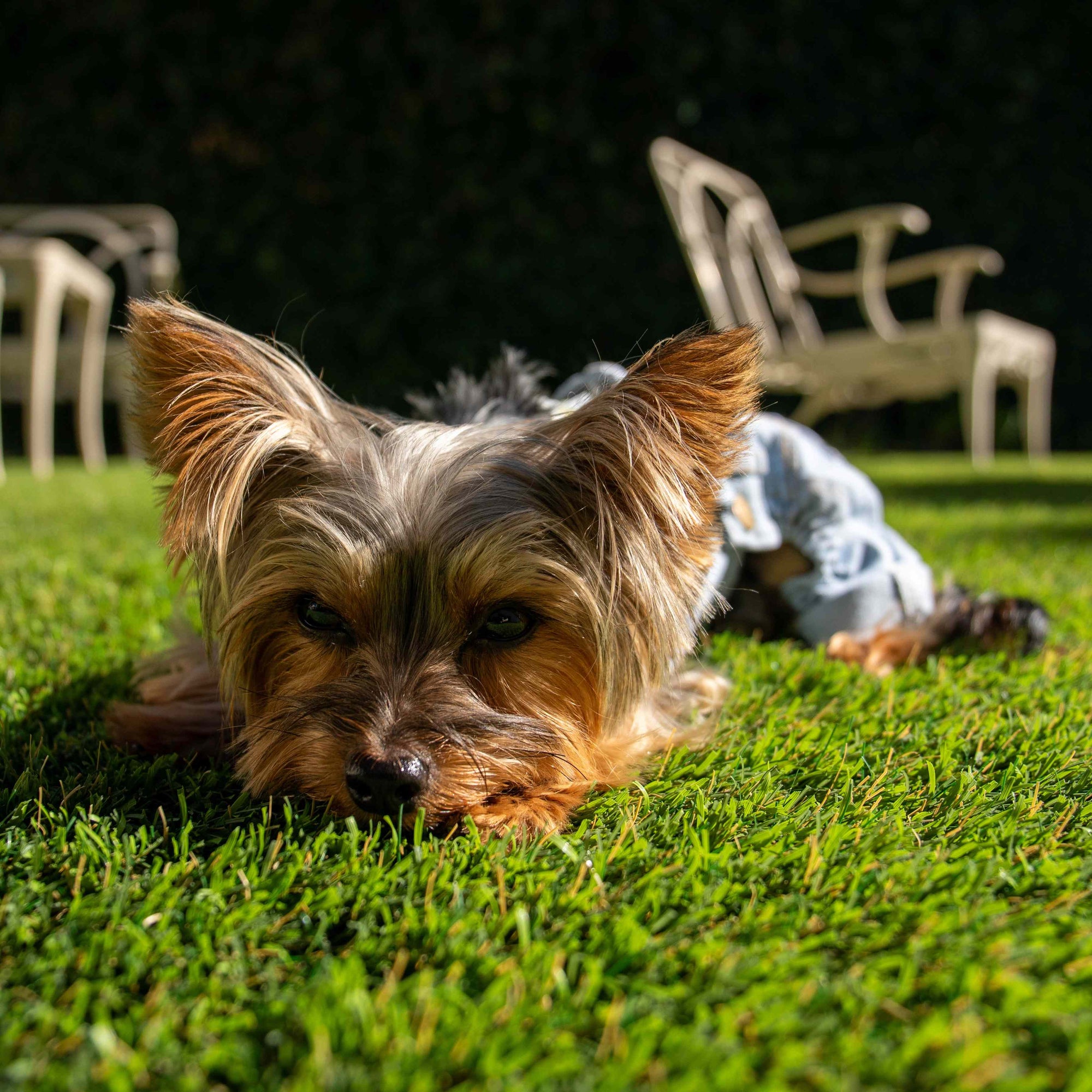 Heads or Tails Pup Floral Patchwork Dog Overalls