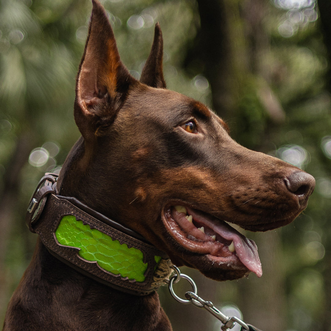 Bestia Venom Leather Dog Collar