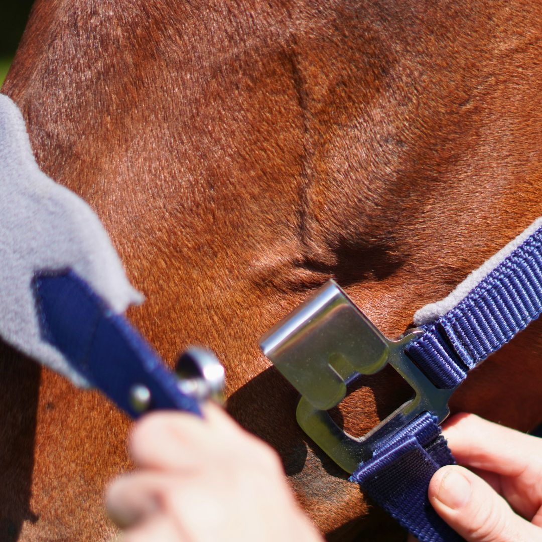 Magna Halter TM in Blue with Fleece Noseband and Leather Breakaway