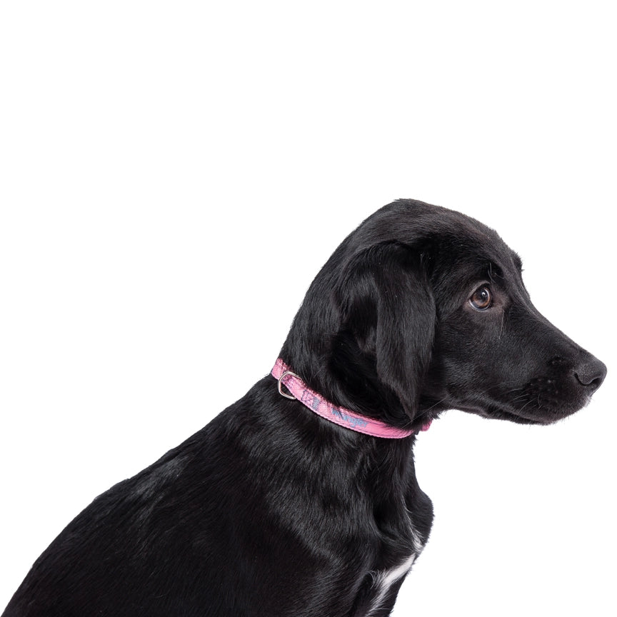Wrangler® Pink Denim Harness, Collar & Lead Set