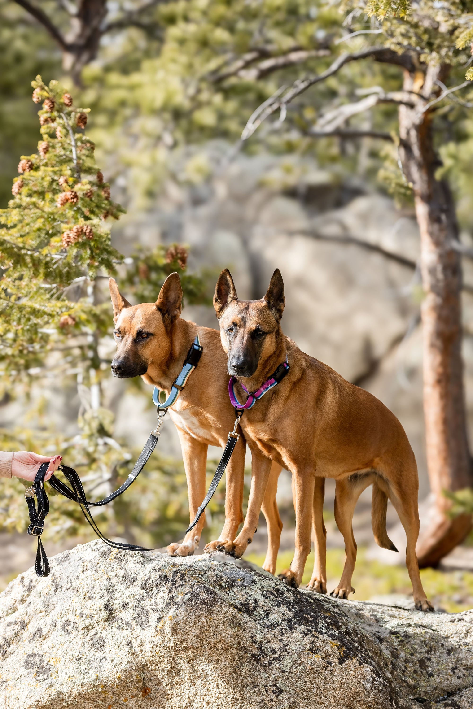Euro-Dog Outdoor Nylon Martingale Dog Collar
