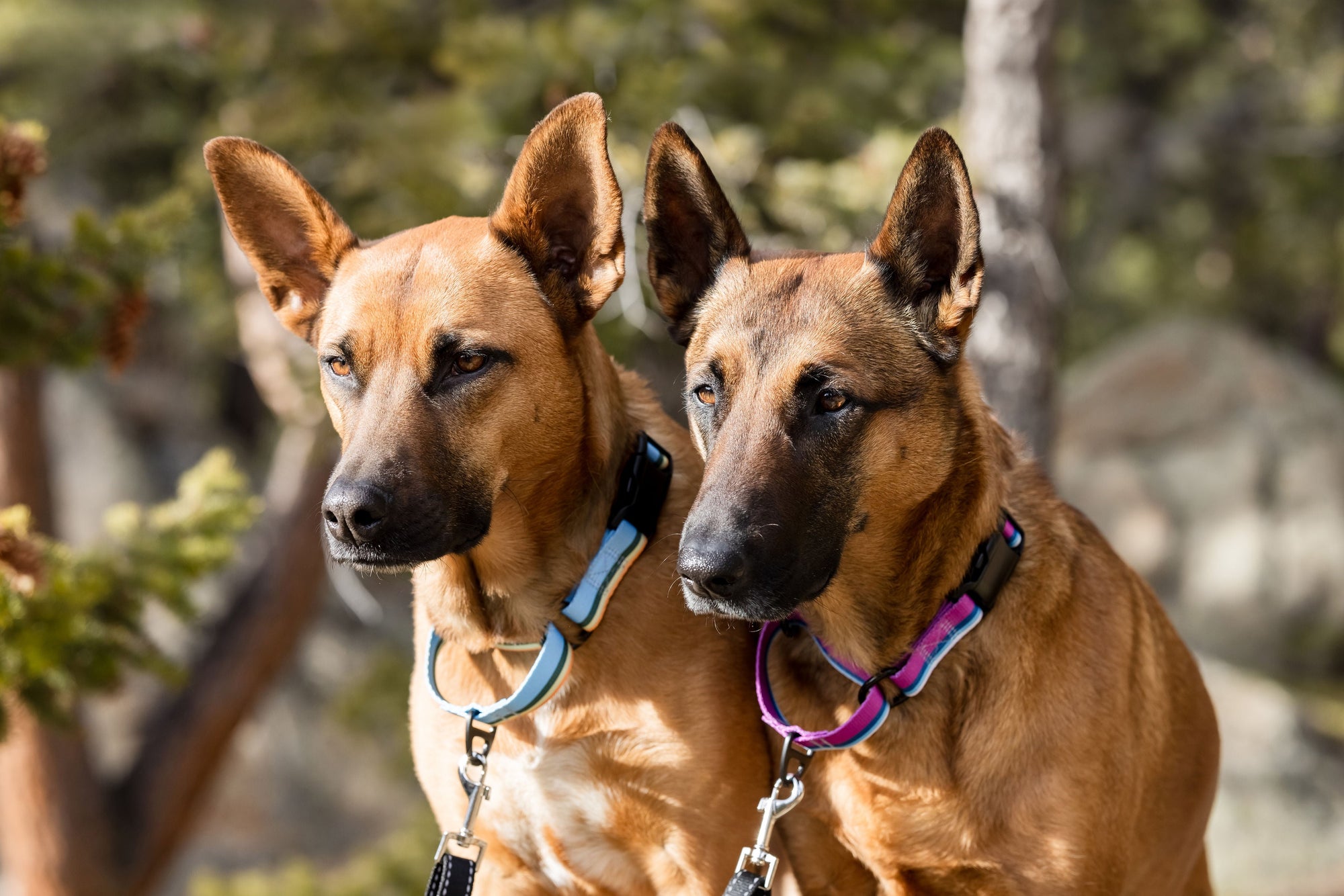 Euro-Dog Outdoor Nylon Martingale Dog Collar
