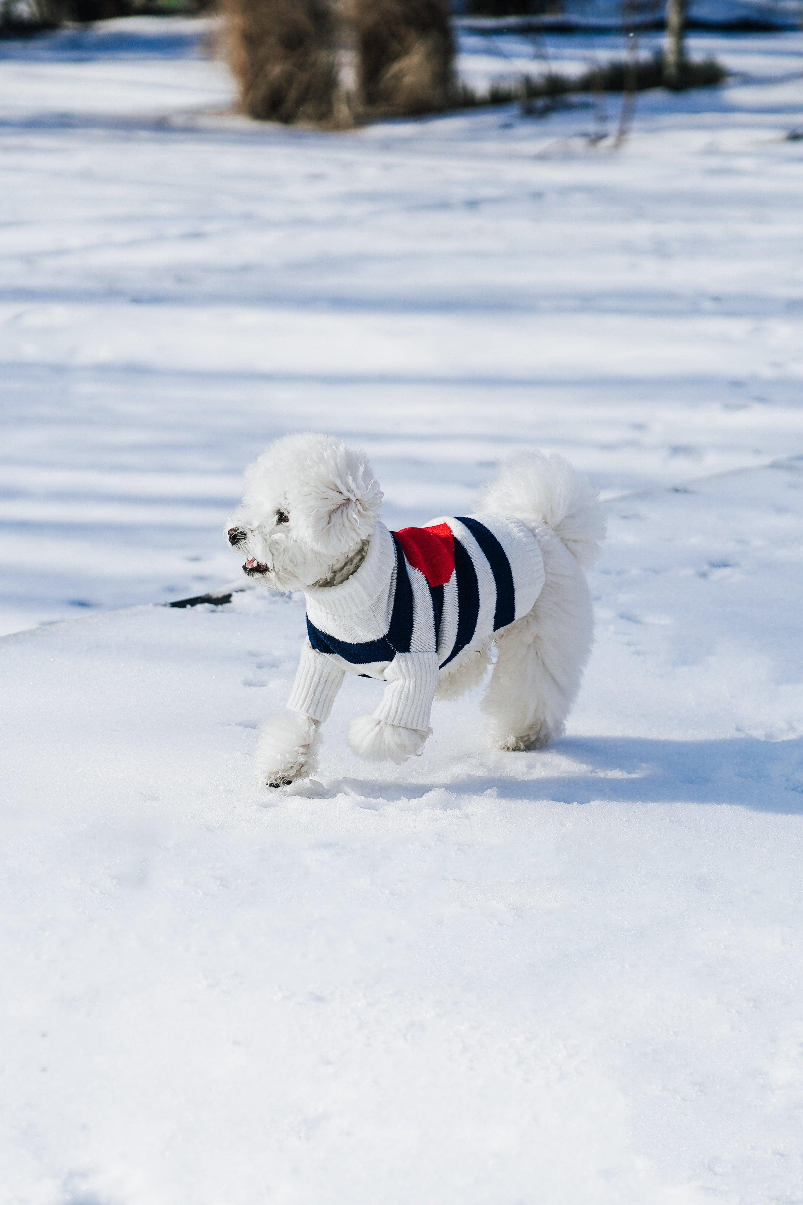 Sailor of My Heart Striped Turtleneck Sweater - HT Animal Supply