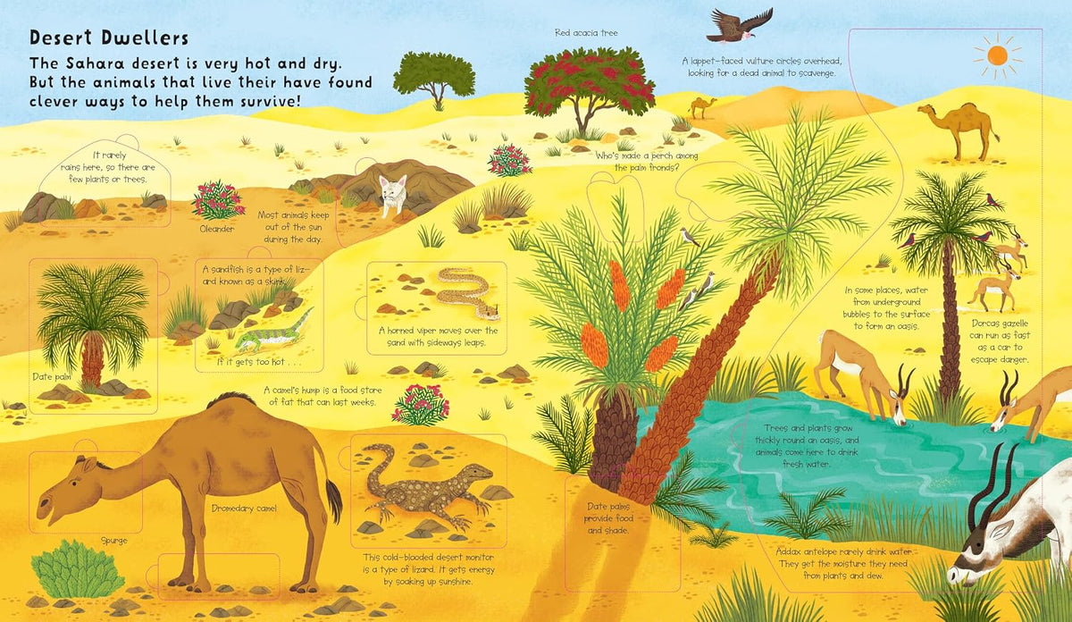 Inside Lift the Flap: Discovery! Animals – Hardback, ISBN 9798890942081