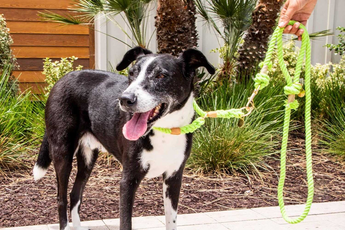 Glow Pups: Lime Green Stylish Rope Slip Dog Collar