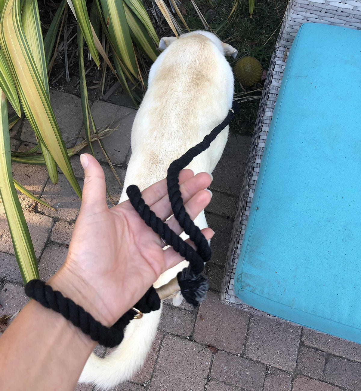 Glow Pups: Black Boho Chic Cotton Rope Dog Leash