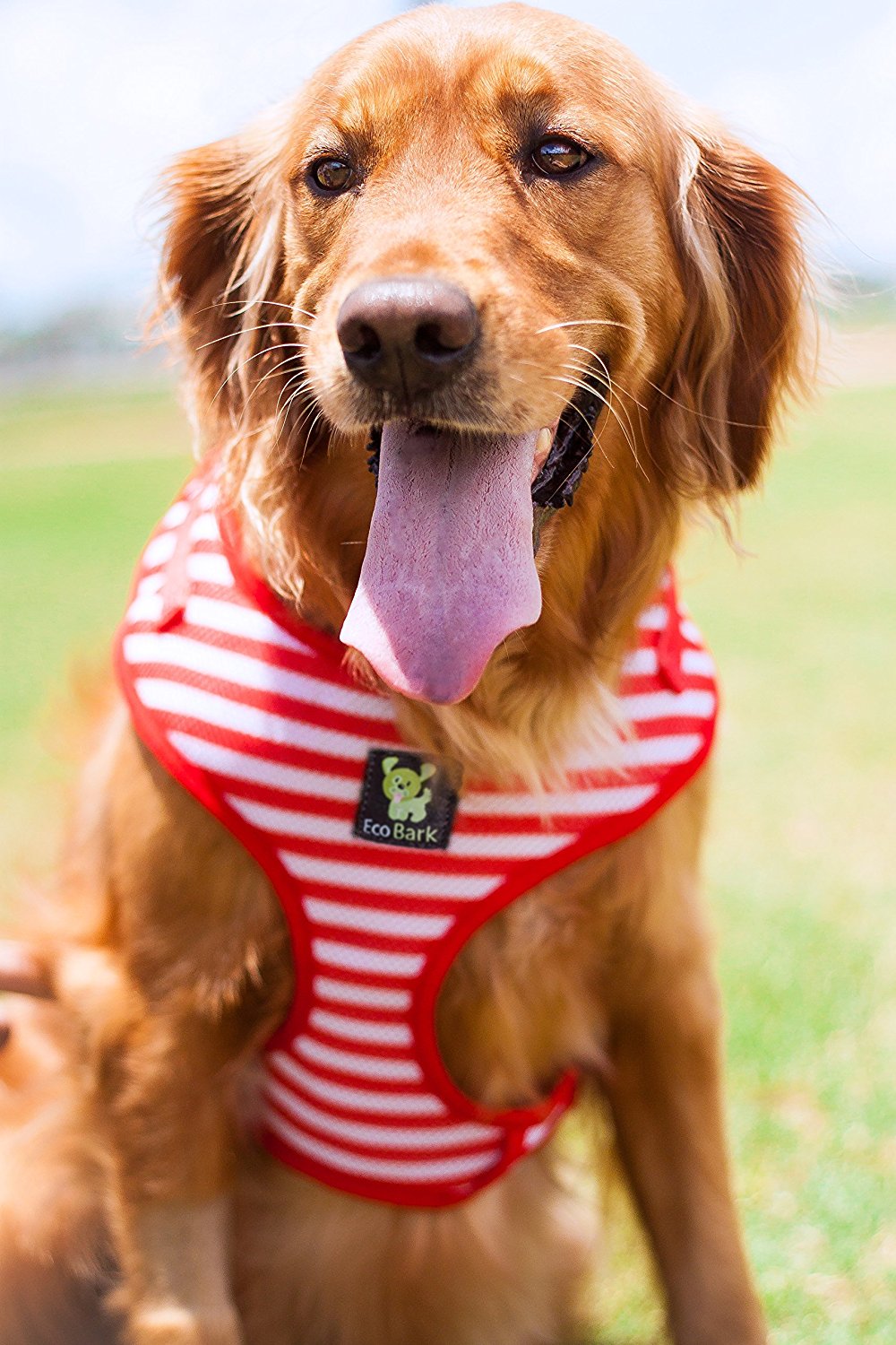 EcoBark – Red Stripe Harness & Leash Set
