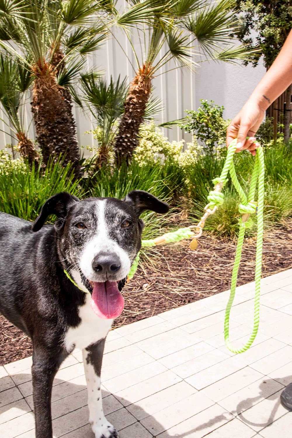 Glow Pups: Lime Green Stylish Rope Slip Dog Collar
