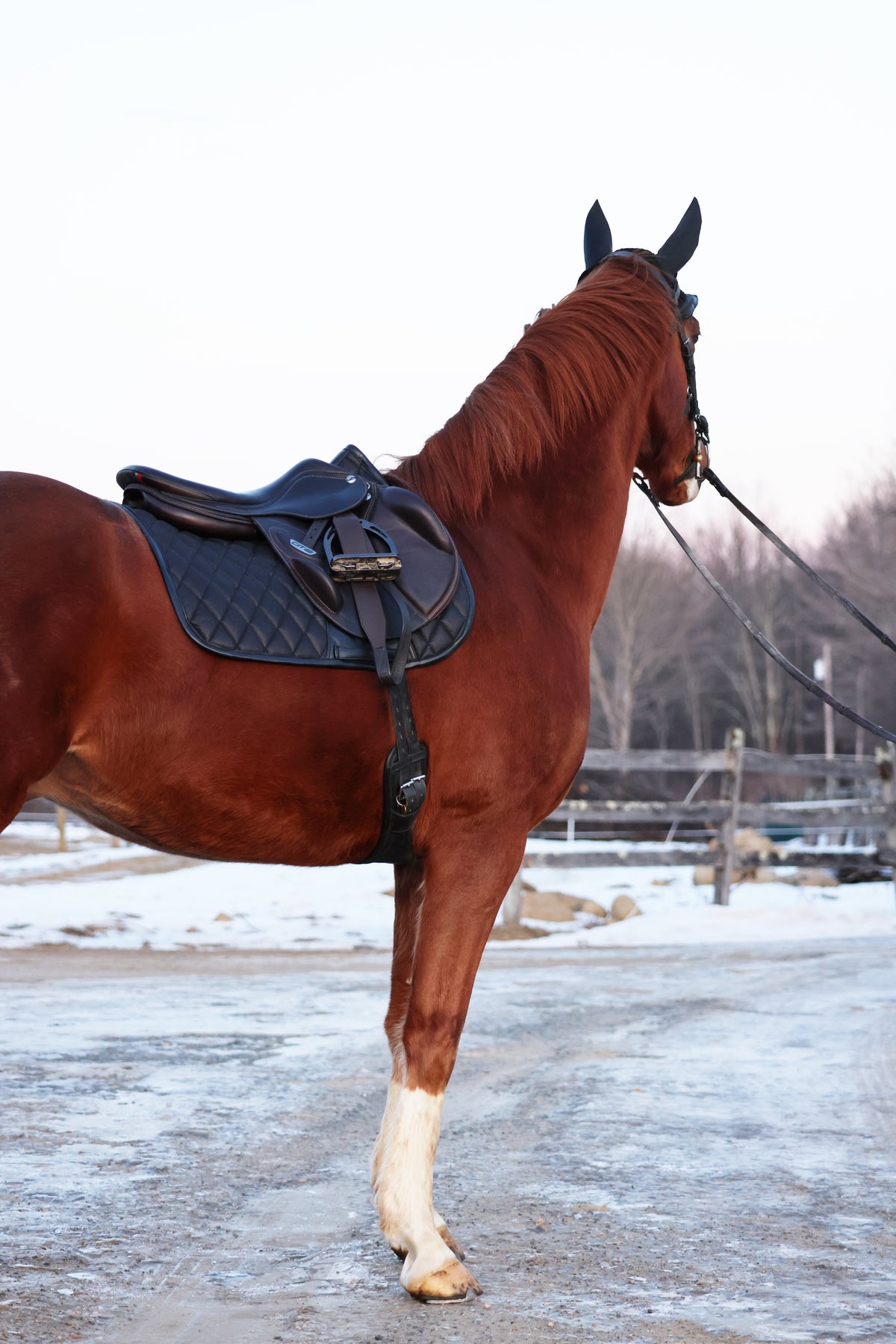 San Eligius Black Ice jump saddle pad with black leather piping, angled view on horse