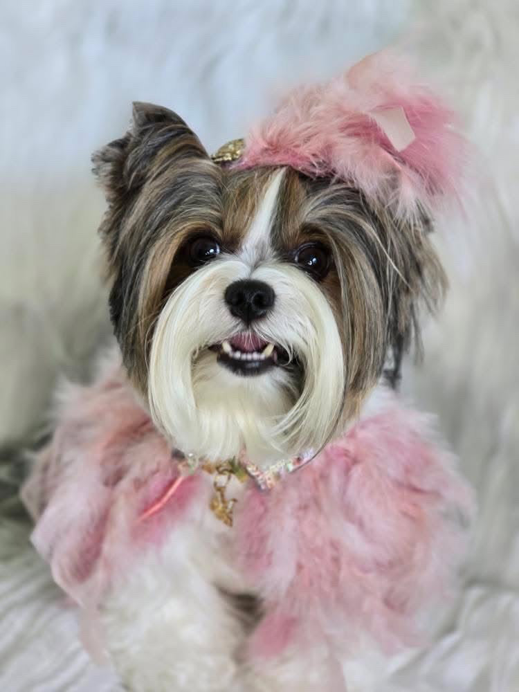 Haute: Whimsical*