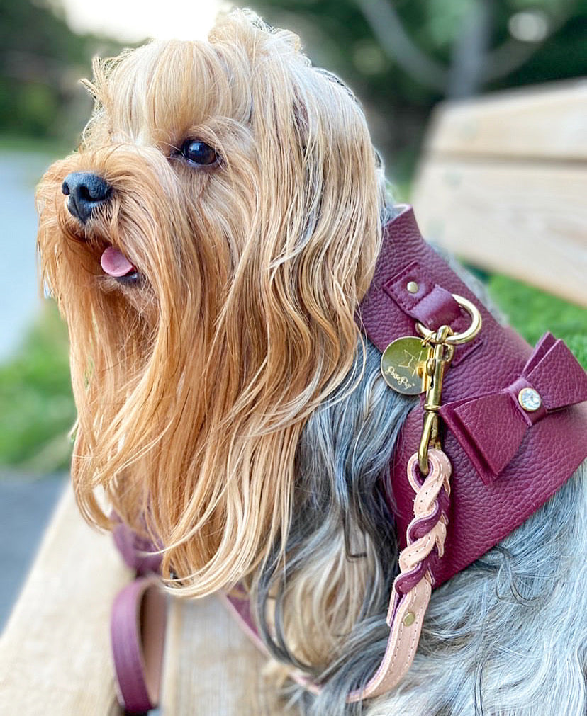 Harness - Luscious Bow