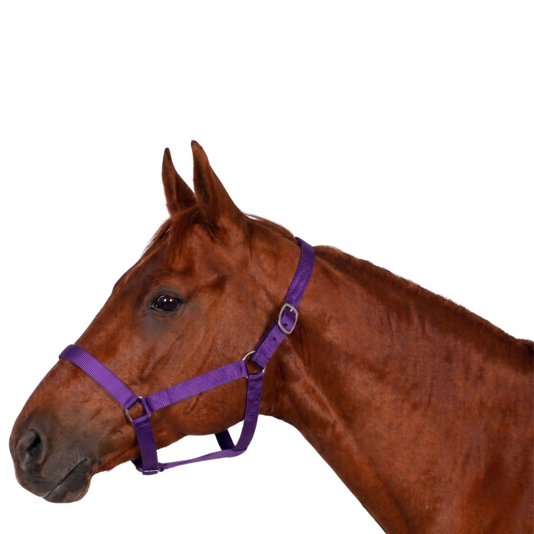 Millers Polypropylene Breakaway Horse Halter