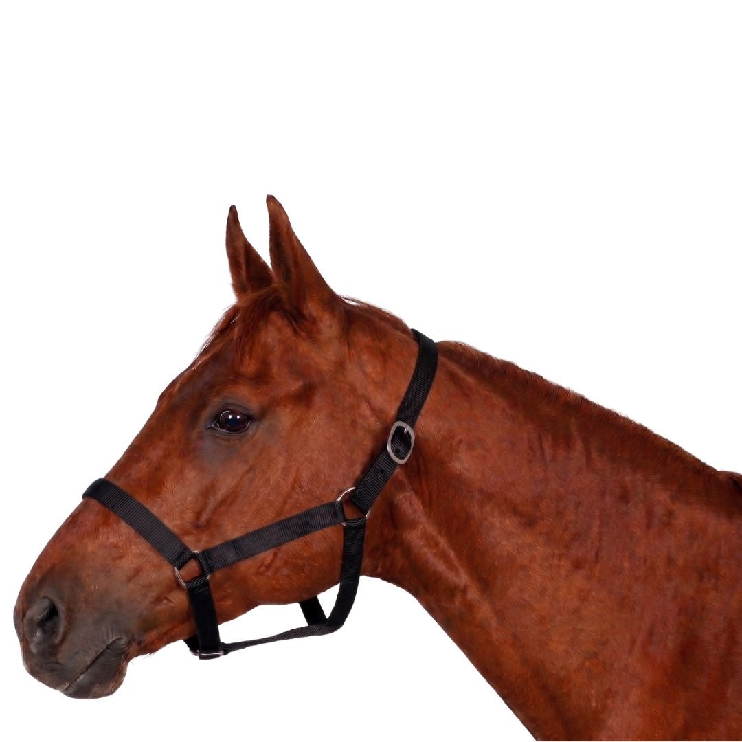 Millers Polypropylene Breakaway Horse Halter