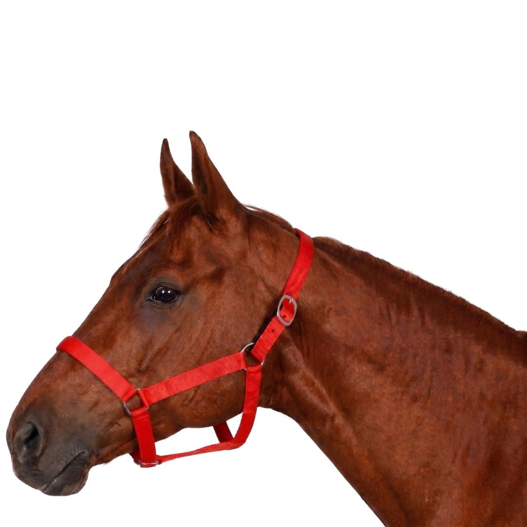 Millers Polypropylene Breakaway Horse Halter