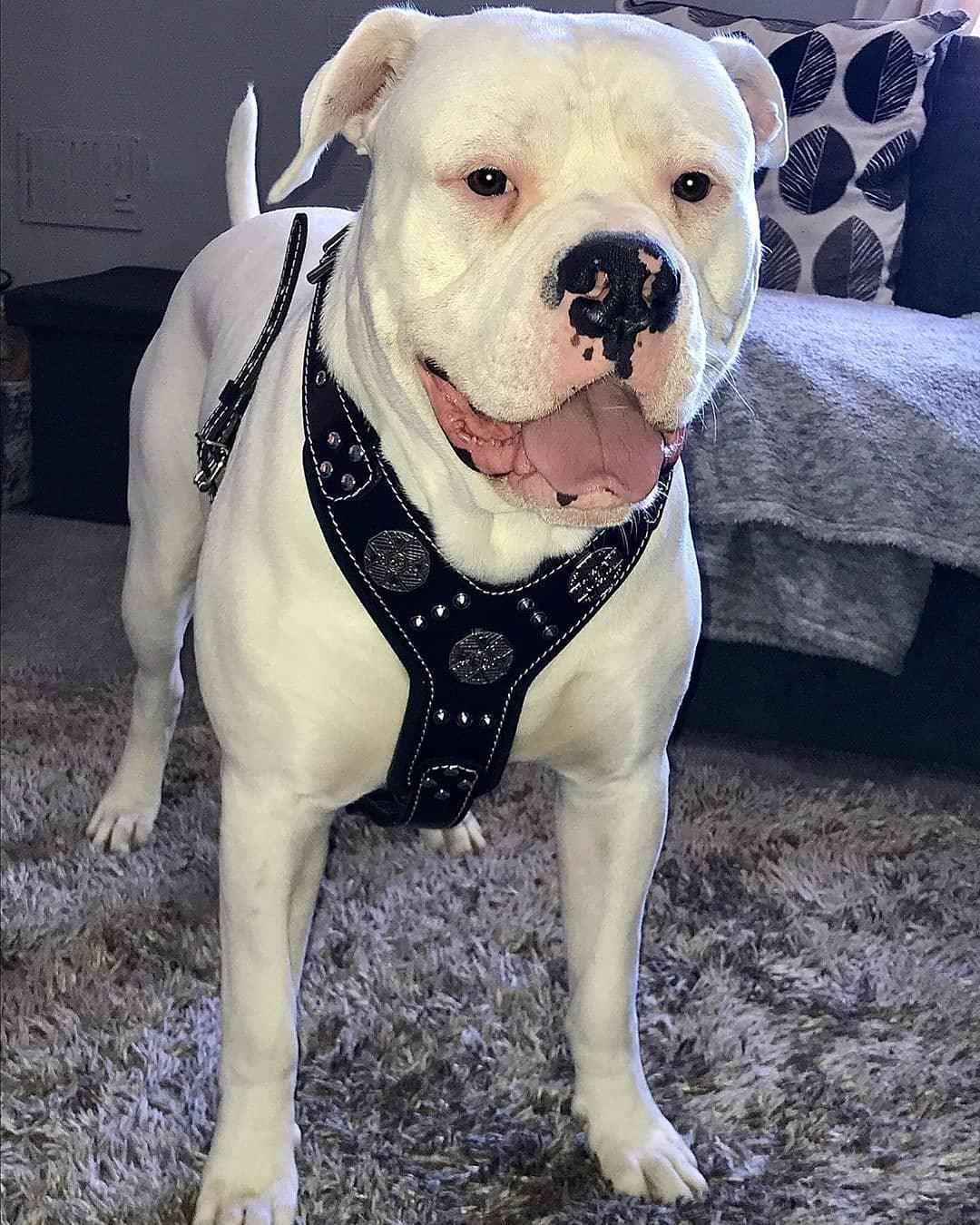Bestia Maximus Silver Leather Dog Harness