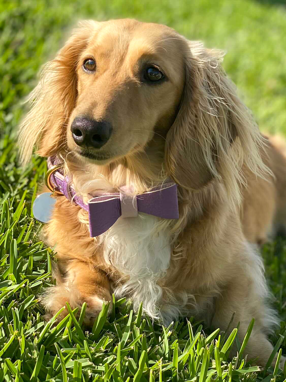 Collar - Lavish Lavender