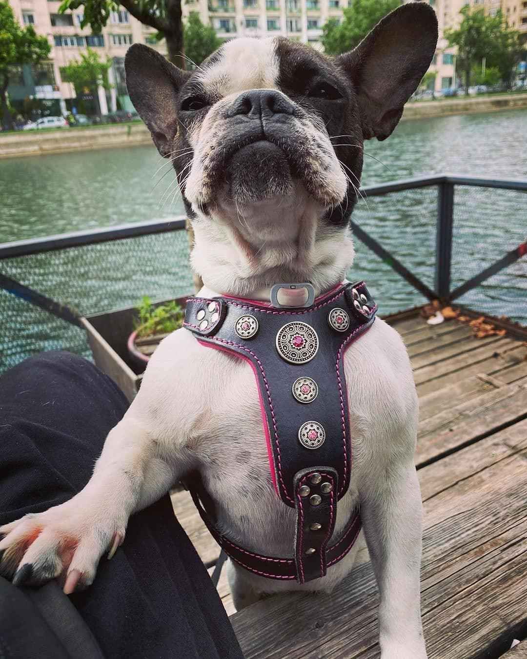 Bestia Bijou Black & Pink Leather Small to Medium Dog Harness