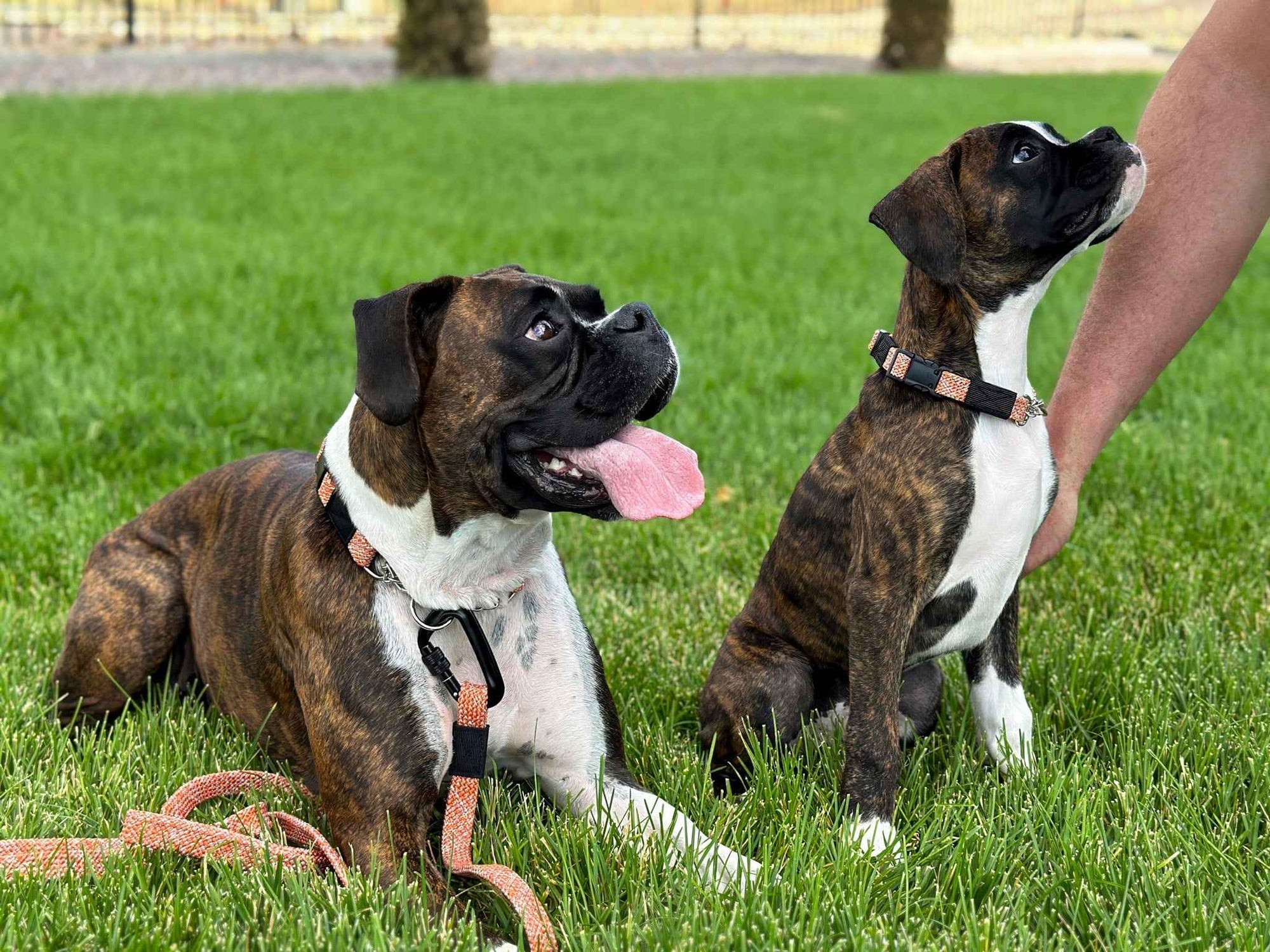 Euro-Dog Mountain Flat-Weave Climbing Rope Dog Leash