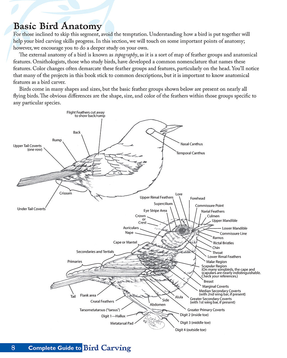 Complete Guide to Bird Carving