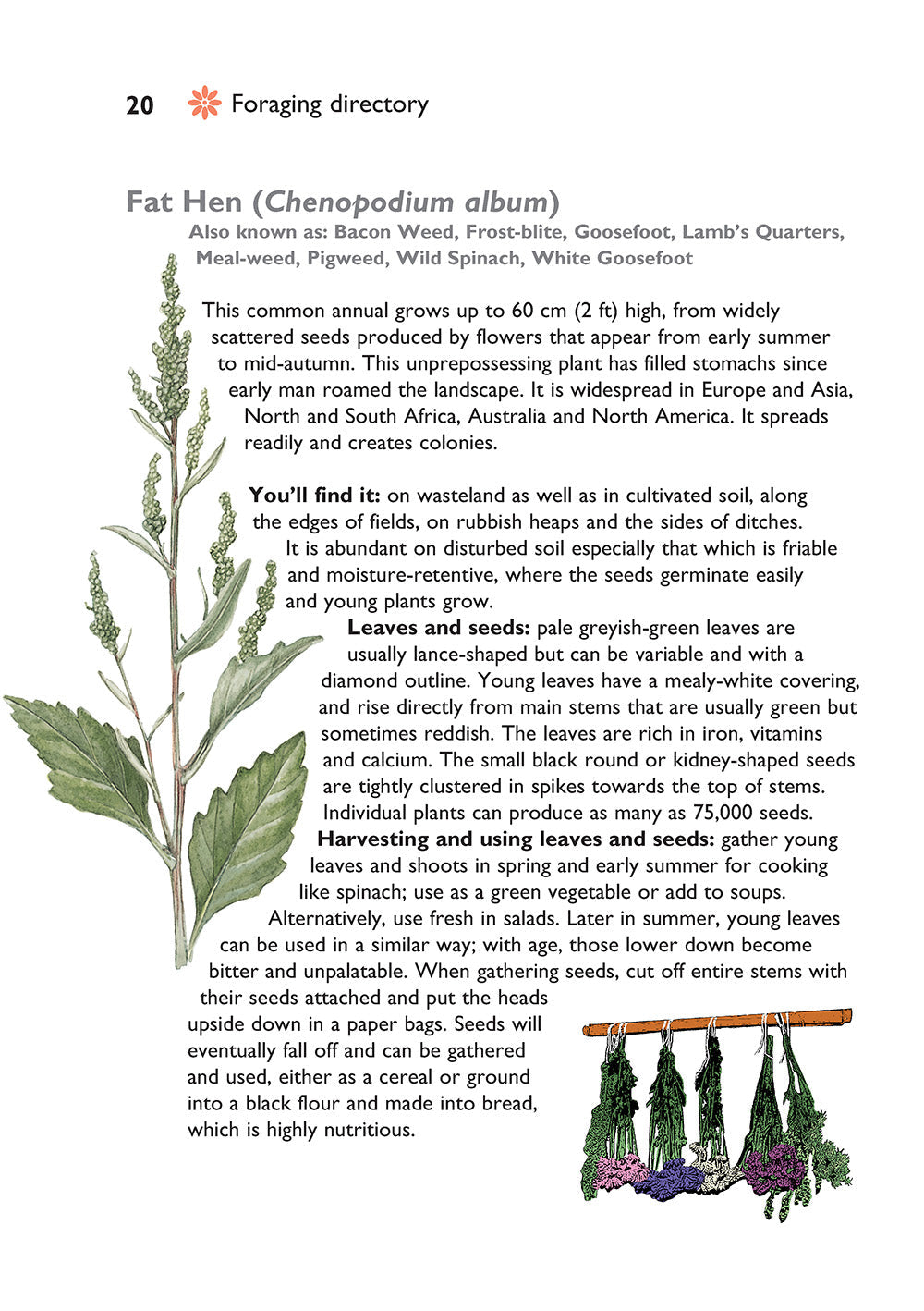 Self-Sufficiency: Foraging for Wild Foods