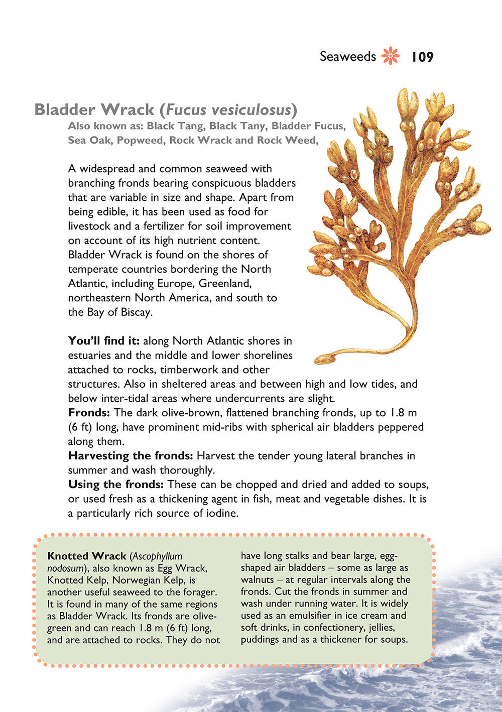 Self-Sufficiency: Foraging for Wild Foods