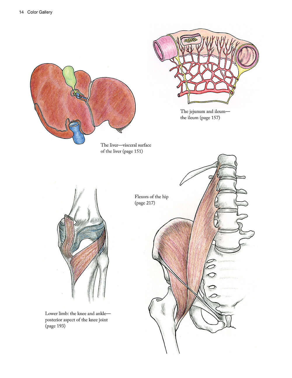 Complete Anatomy Coloring Book, Newly Revised and Updated Edition