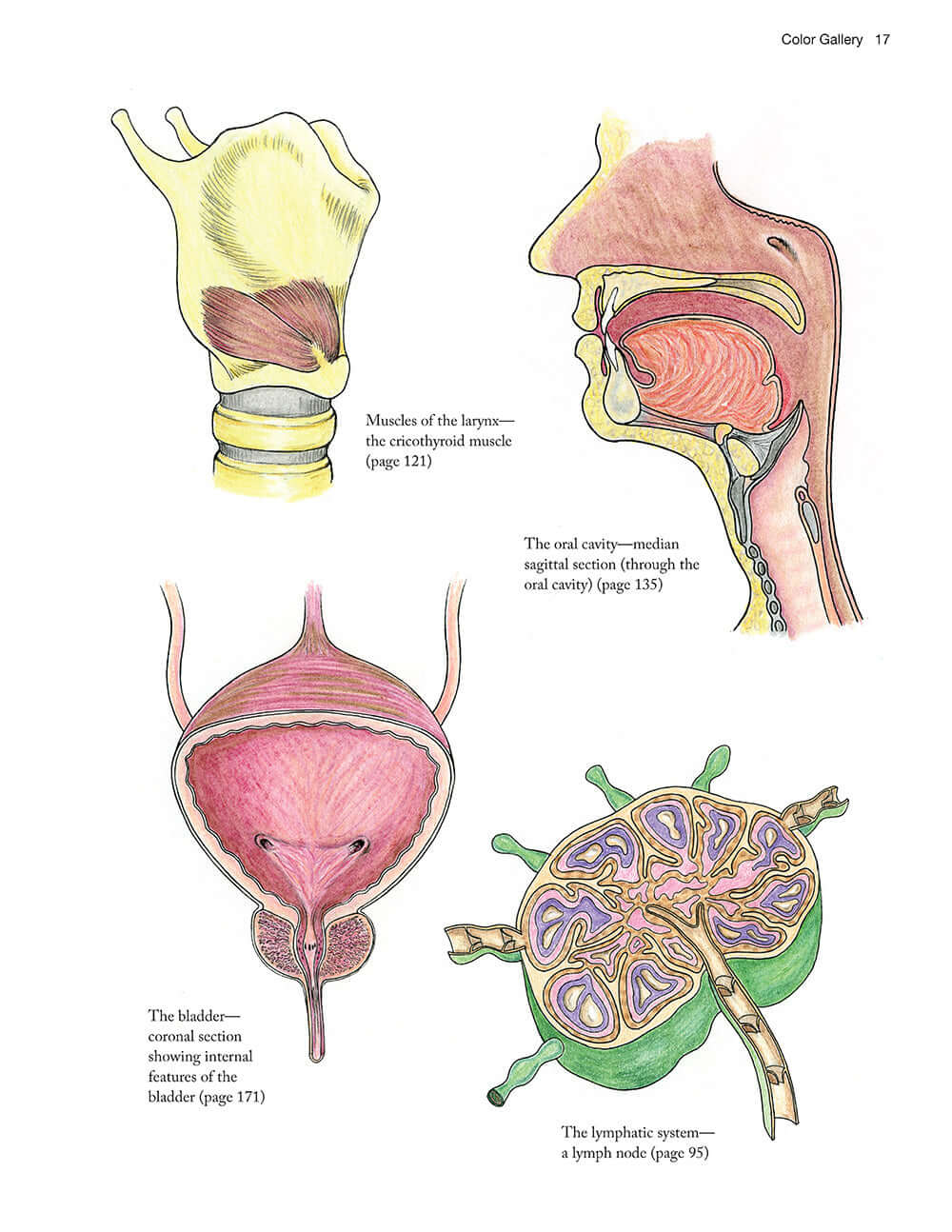 Complete Anatomy Coloring Book, Newly Revised and Updated Edition